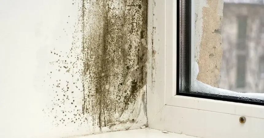 Damp and mould compensation